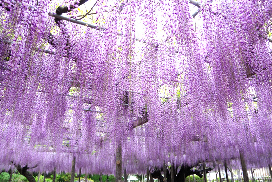 玉敷公園 約650m